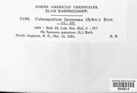 Coleosporium ipomoeae image